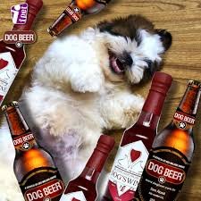 dog_beer3